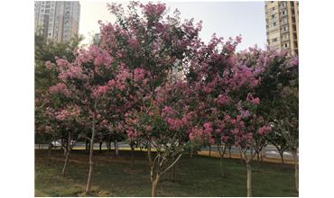 夏秋季節，錫城首次驚現紫薇花開美景
